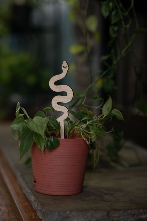 Snake Plant Trellis