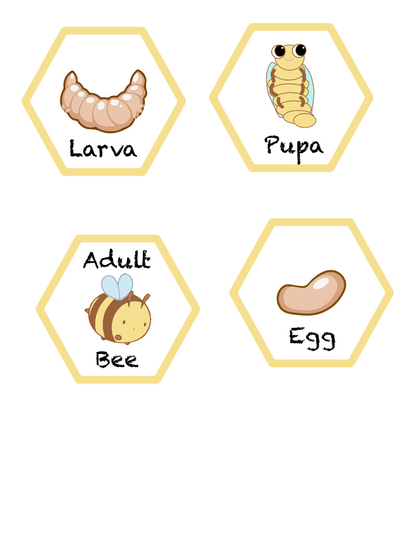 Life Cycle of a Bee Download