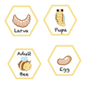 Life Cycle of a Bee Download