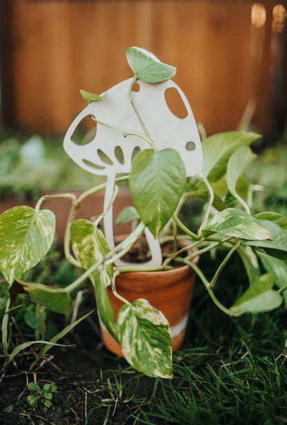 Mushroom Plant Trellis