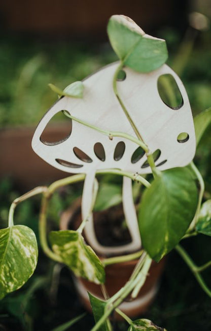 Mushroom Plant Trellis